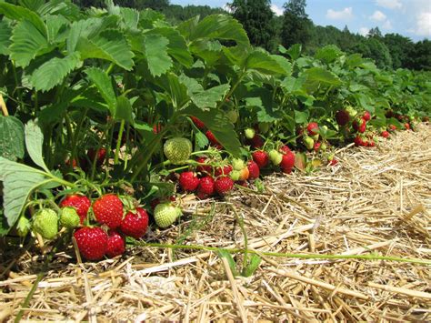 Wie Man Erdbeeren Anbaut